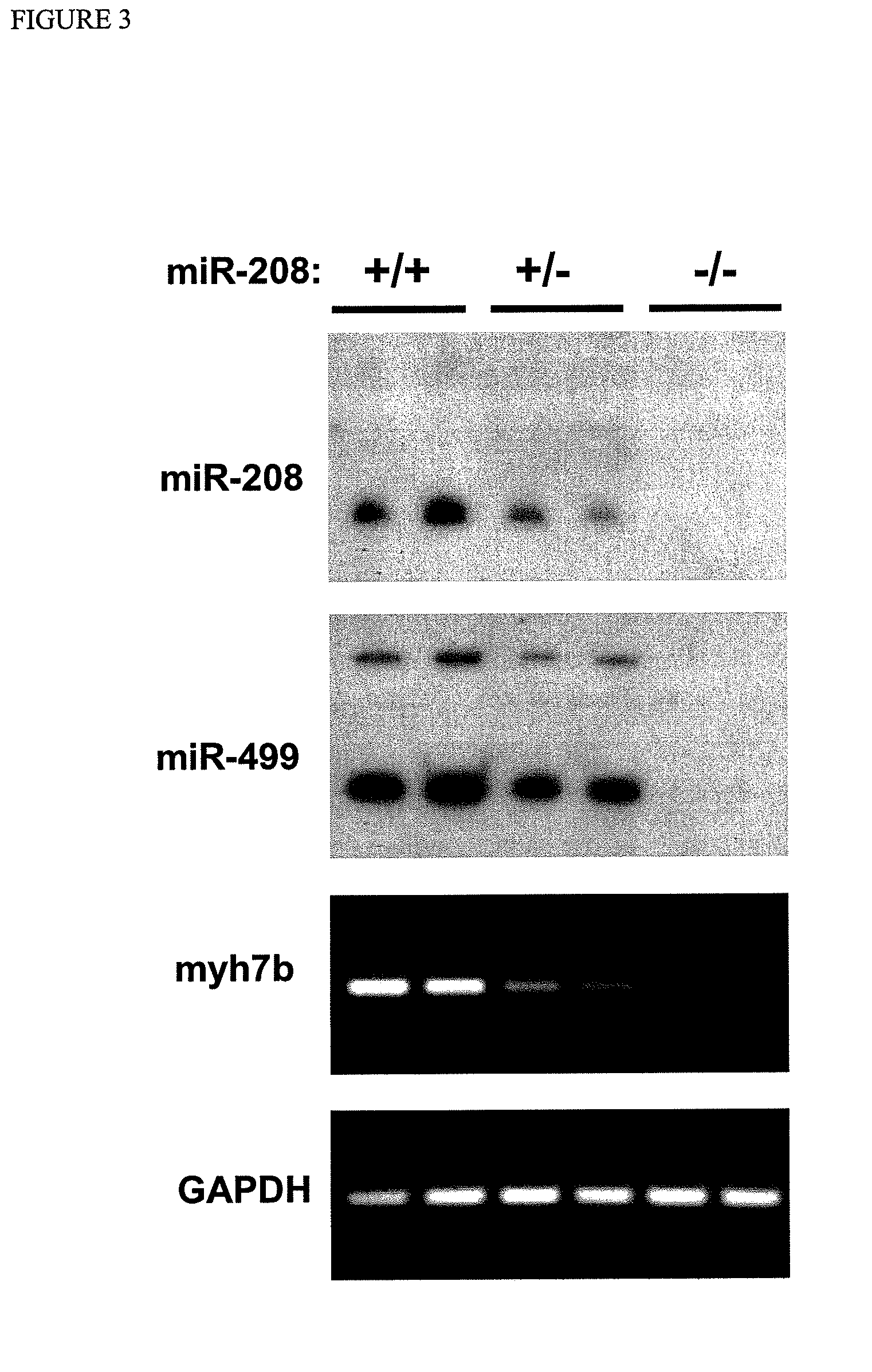 Dual targeting of MIR-208 and MIR-499 in the treatment of cardiac disorders