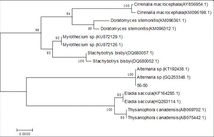 Chinese toon Alternaria mali 56-50 and its secondary metabolite, preparation method and use