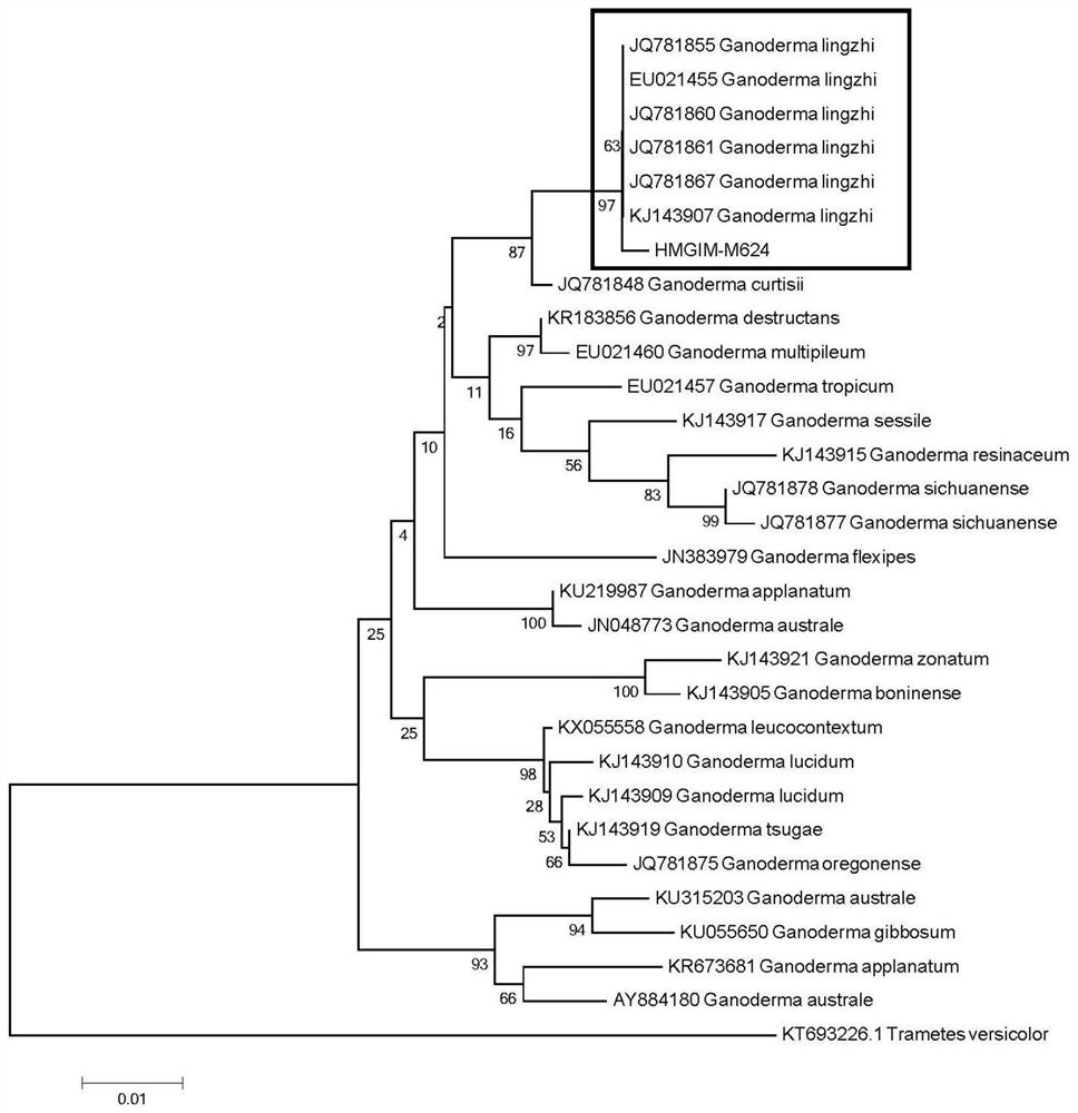 Ganoderma lucidum few-spore variety with high polysaccharide yield and artificial cultivation method thereof