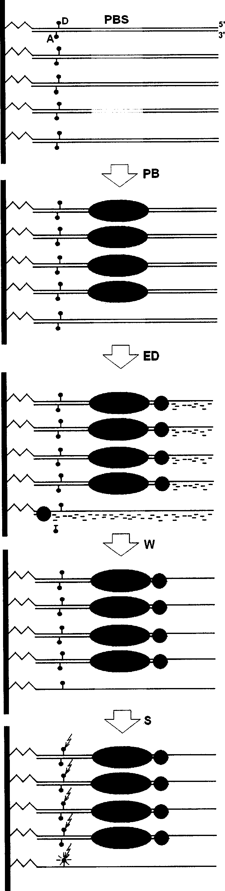 Exonuclease III digesting FRET-dsDNA microarray chip for detecting transcription factor protein