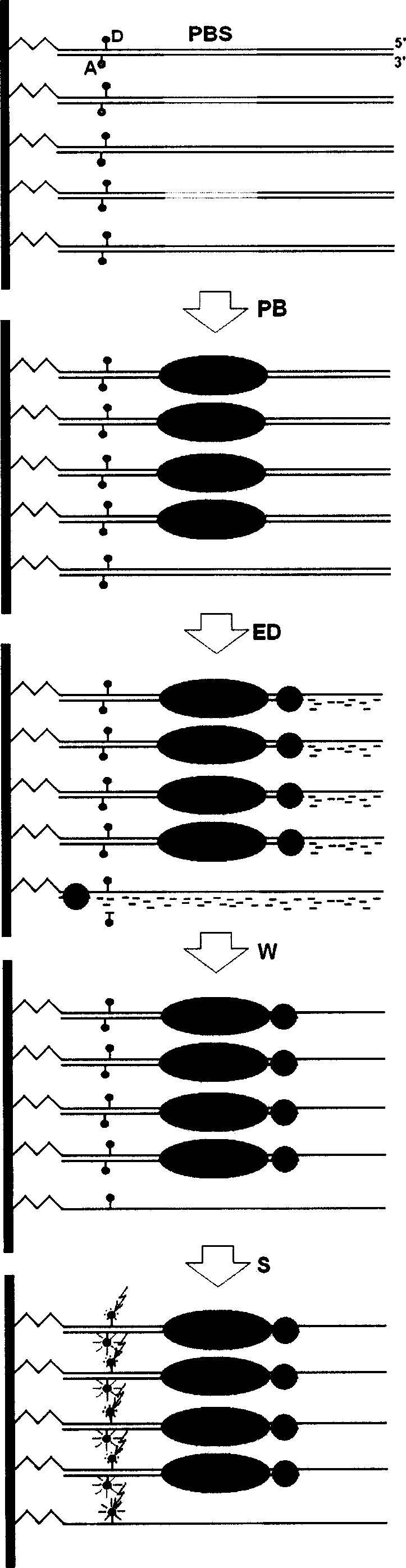 Exonuclease III digesting FRET-dsDNA microarray chip for detecting transcription factor protein