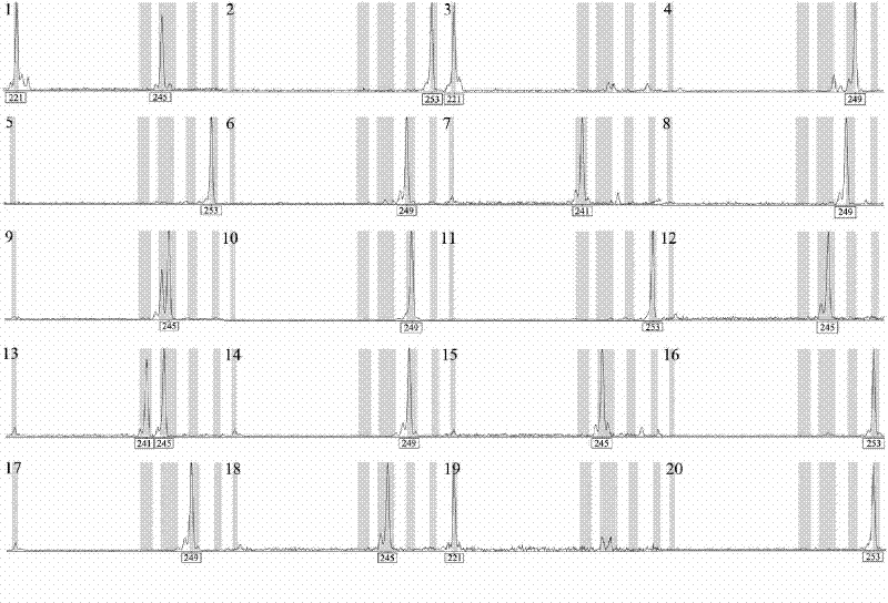 Microsatellite DNA molecular markers of lagerstroemia caudate and application