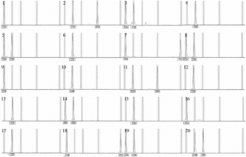 Microsatellite DNA molecular markers of lagerstroemia caudate and application