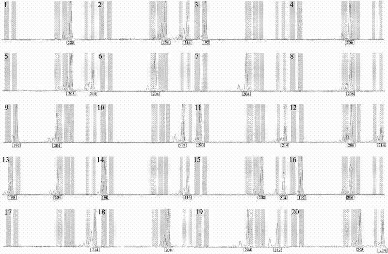 Microsatellite DNA molecular markers of lagerstroemia caudate and application