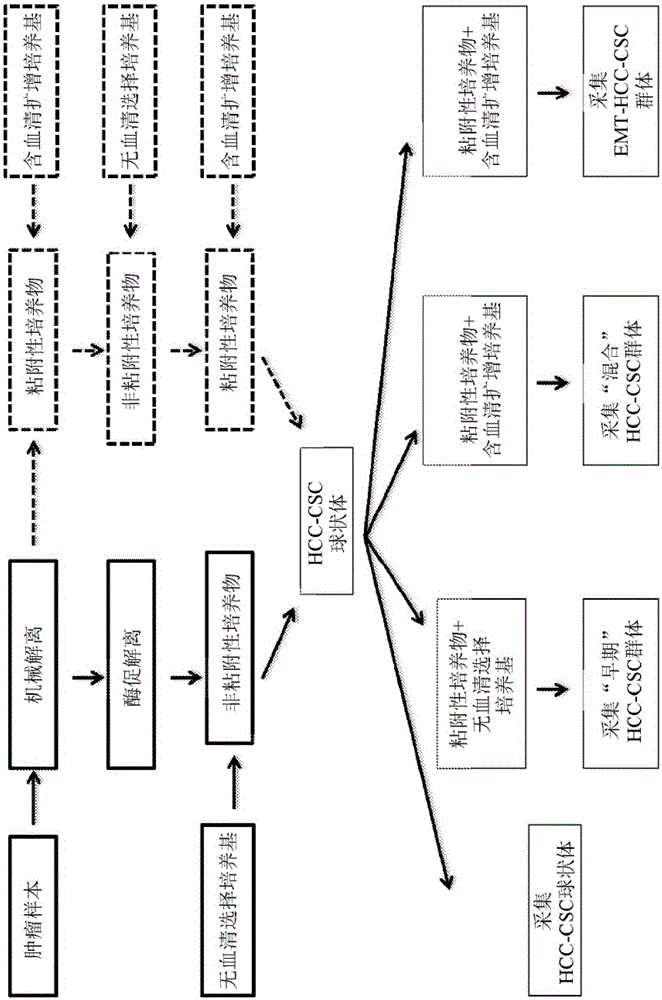 Individualized high purity hepatocellular carcinoma stem cells, methods and use of the same