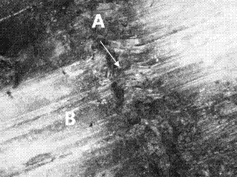 Pseudomonas strain for preventing and treating kiwifruit canker and application of pseudomonas strain