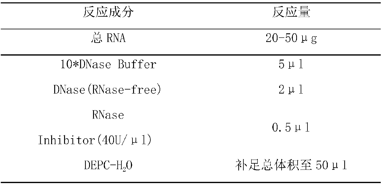 Cymbidium sinense mannose binding protein