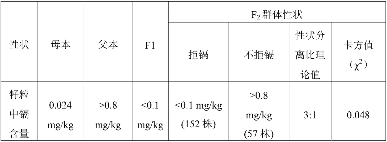 Molecular marker and application thereof