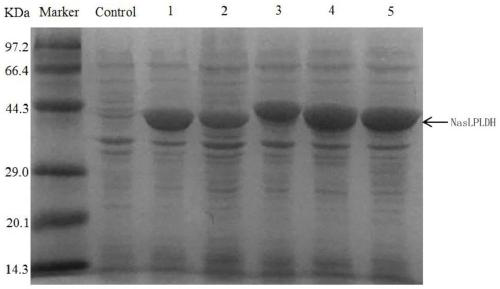 L-panolactone dehydrogenase derived from Nocardia asteroides and application of L-panolactone dehydrogenase