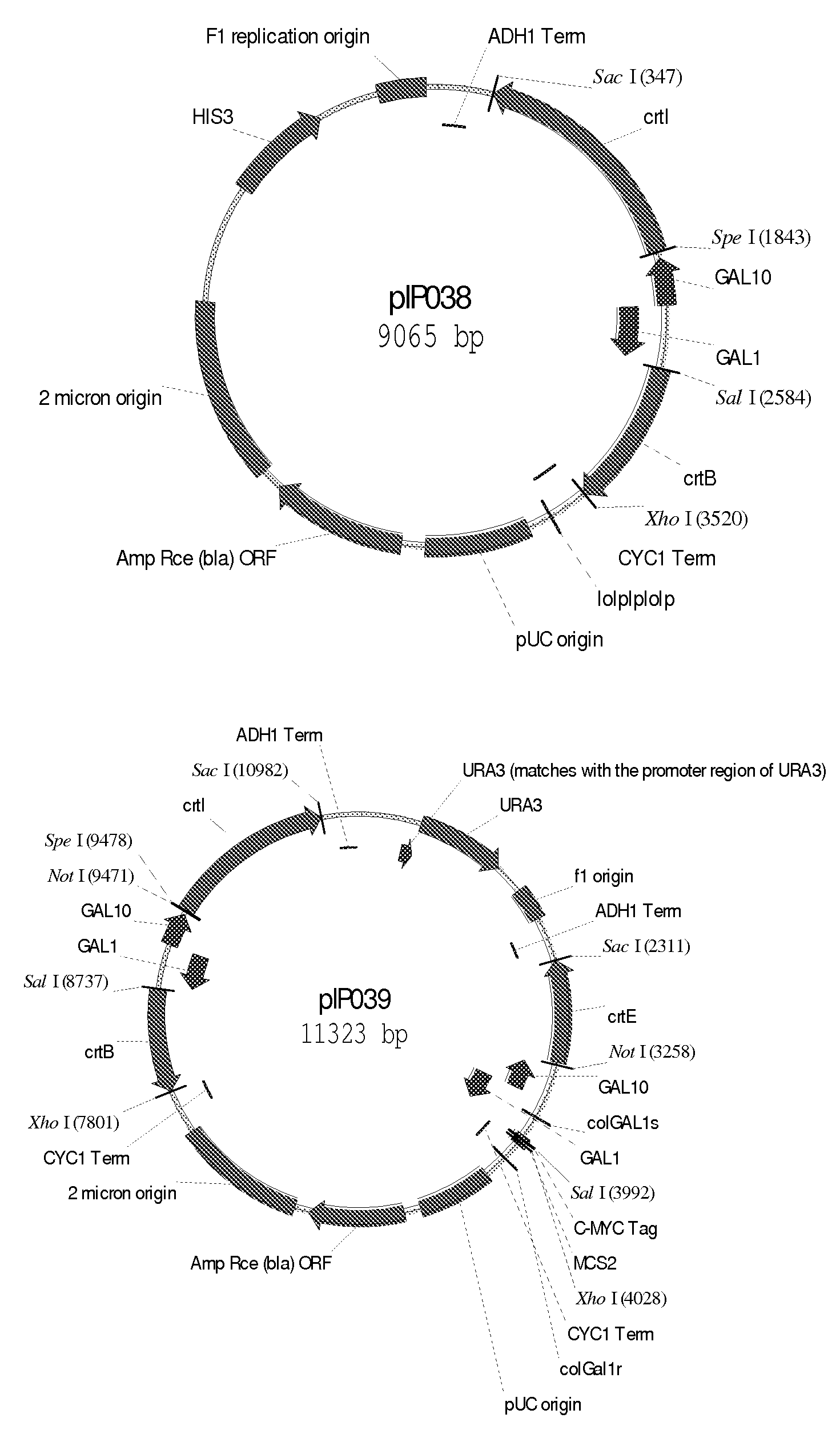 Method for producing terpenes and mep-transformed microorganisms therefore