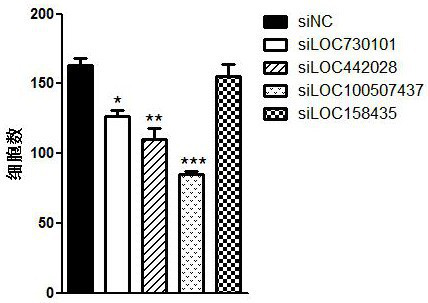 Molecular marker related to incidence and development of laryngeal carcinoma