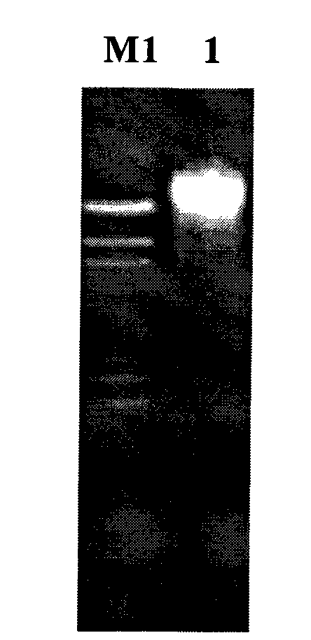 Cellulose degrading enzyme with glucosidase/xylosidase dual functions and preparation method and application thereof