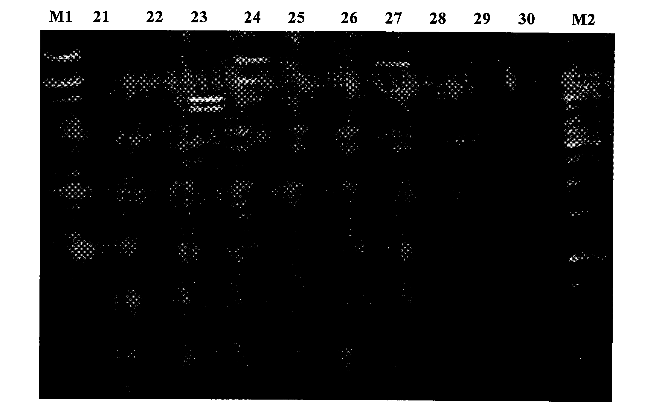 Cellulose degrading enzyme with glucosidase/xylosidase dual functions and preparation method and application thereof