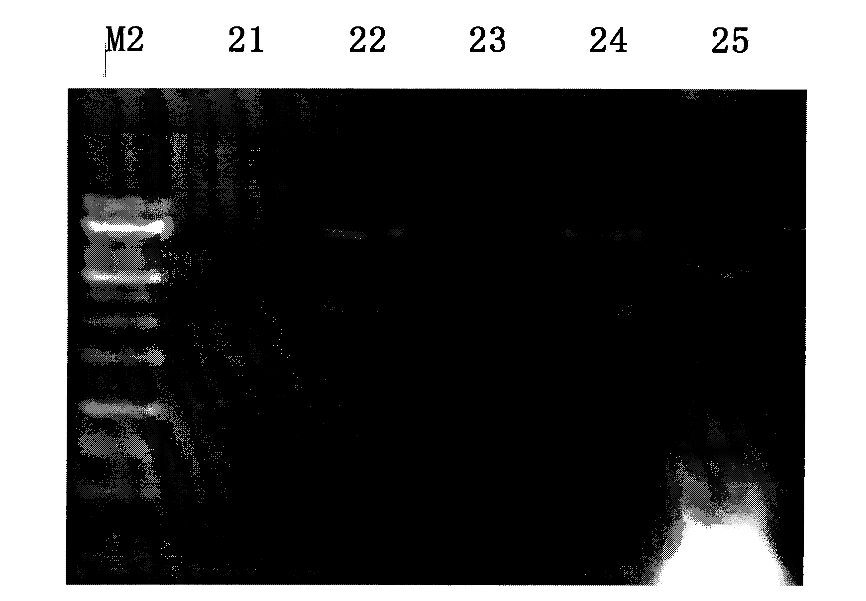 Cellulose degrading enzyme with glucosidase/xylosidase dual functions and preparation method and application thereof