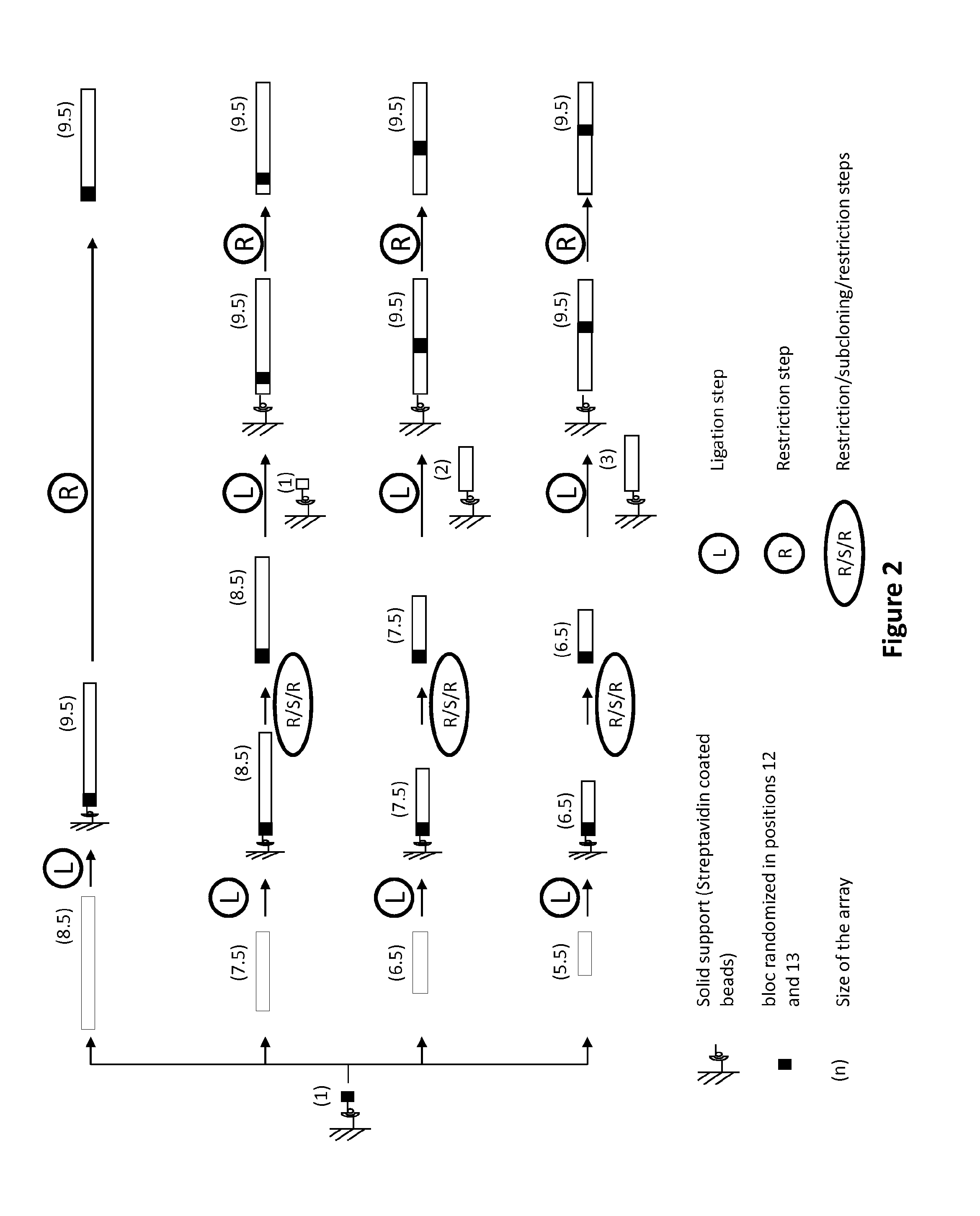 New repeat variable diresidues for targeting nucleotides