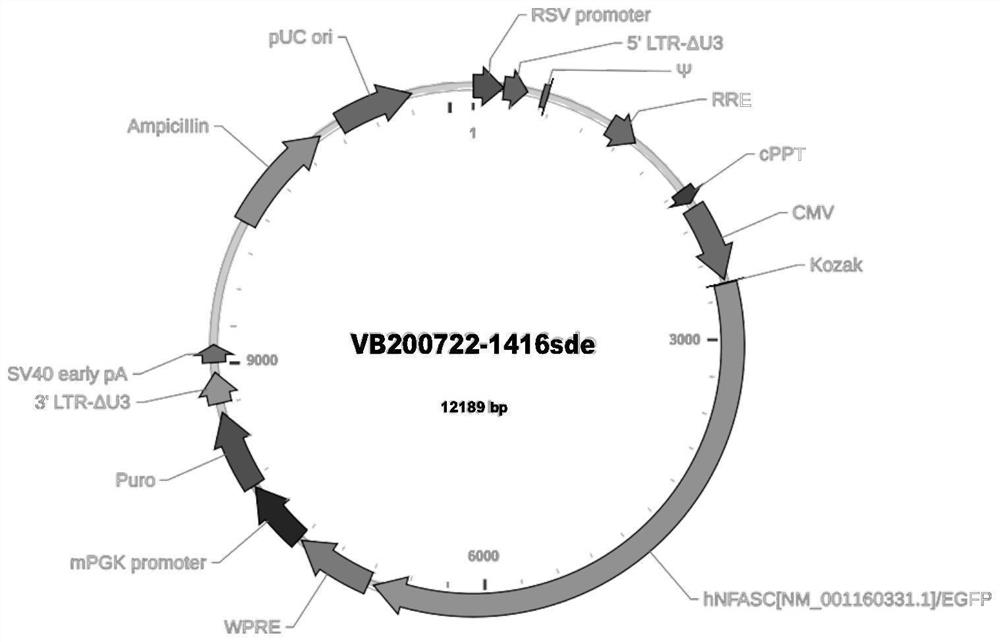 Method for detecting nerve bundle protein NF155 and NF186 antibodies in serum and cerebrospinal fluid