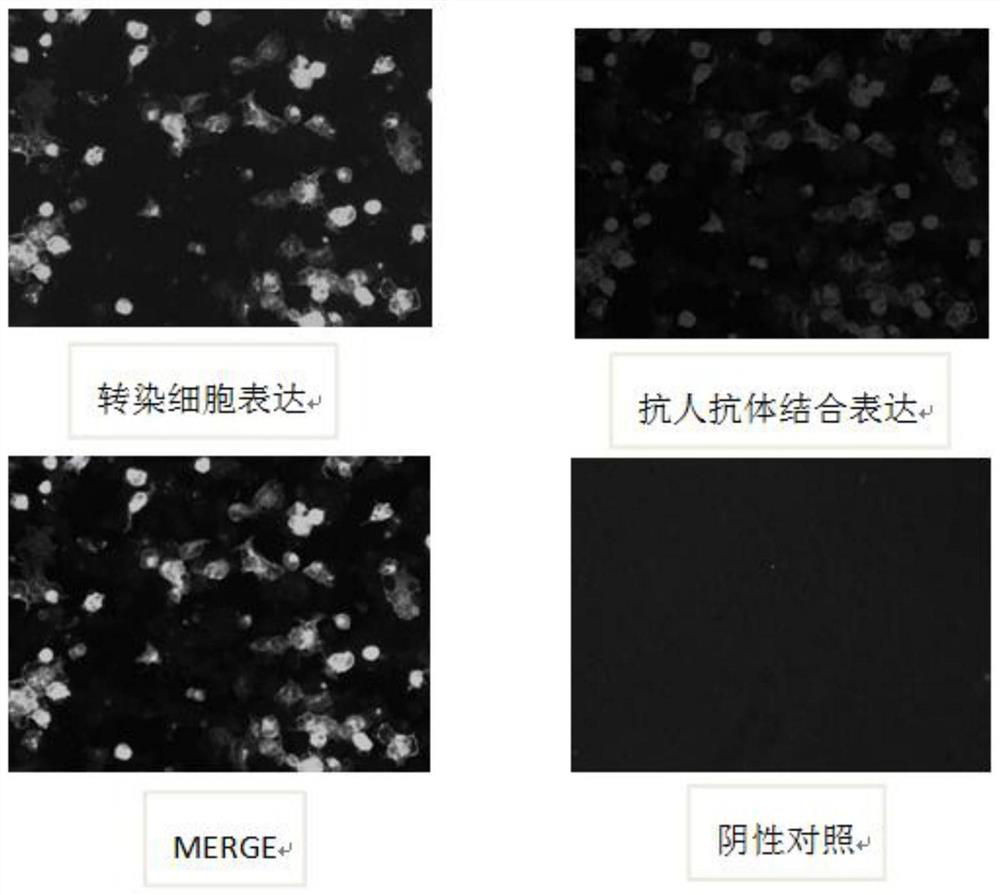 Method for detecting nerve bundle protein NF155 and NF186 antibodies in serum and cerebrospinal fluid