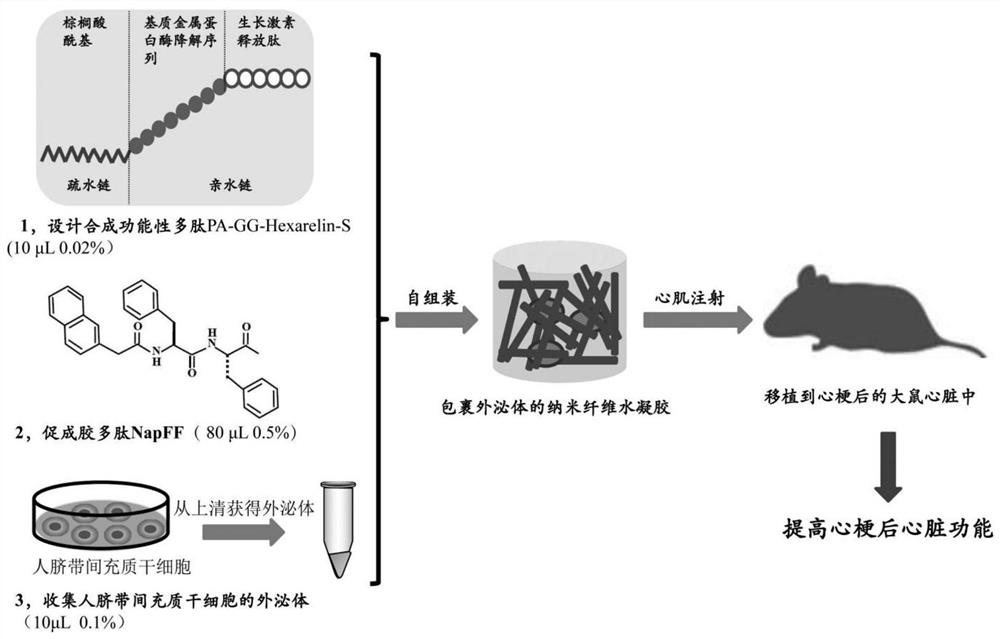 A polypeptide nanofiber hydrogel for slow release of exosomes and its preparation method and application