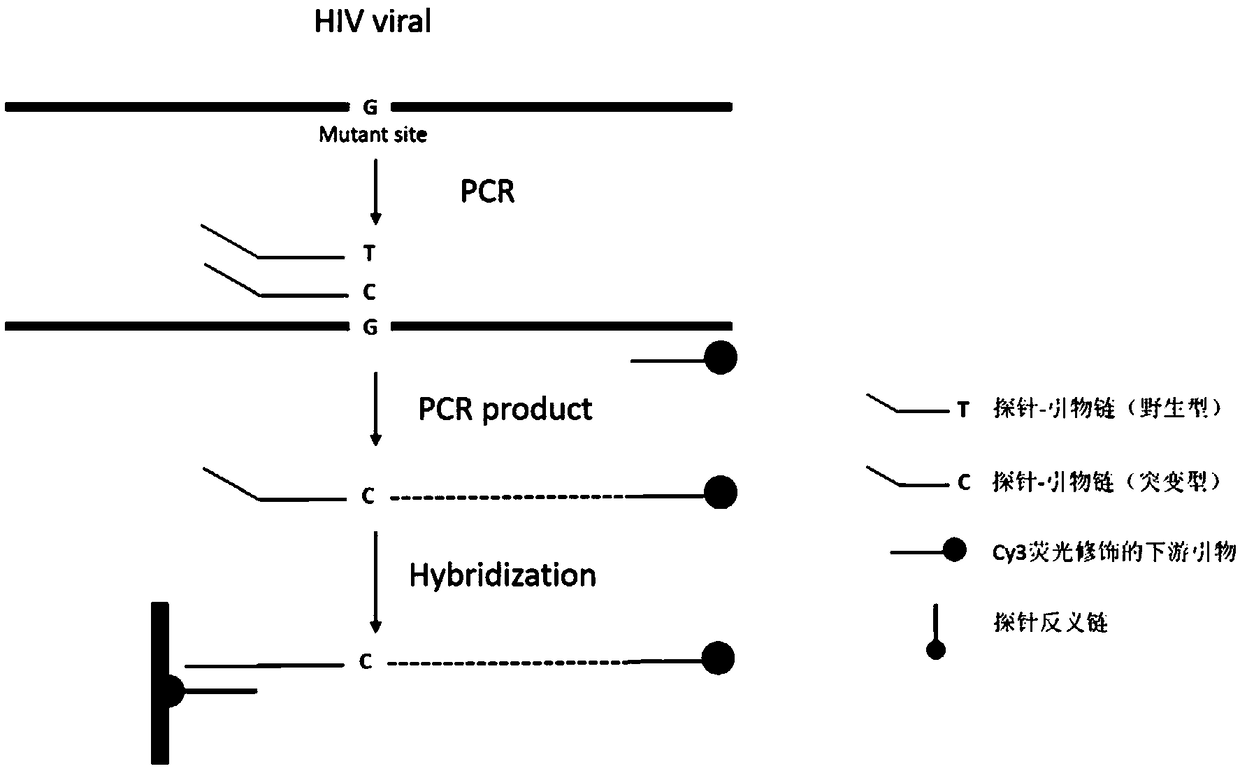 DNA chip for detecting main drug-resistant mutation of HIV reverse transcriptase regions, preparation thereof and application thereof