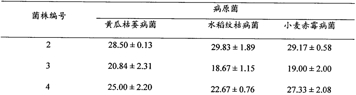 Bacillus belesei BMF 03 and use and fermentation method thereof