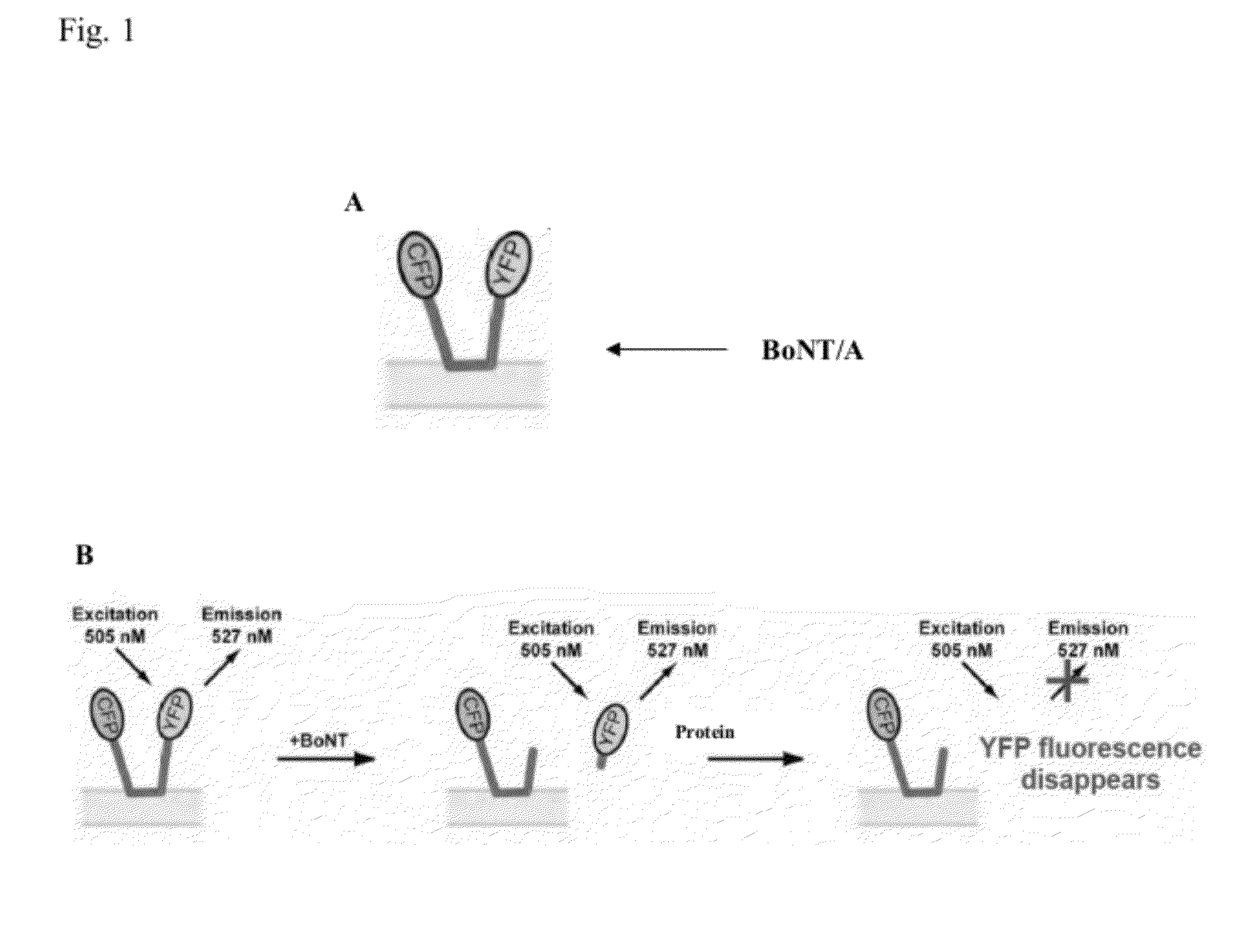 Non-fret botulinum assay