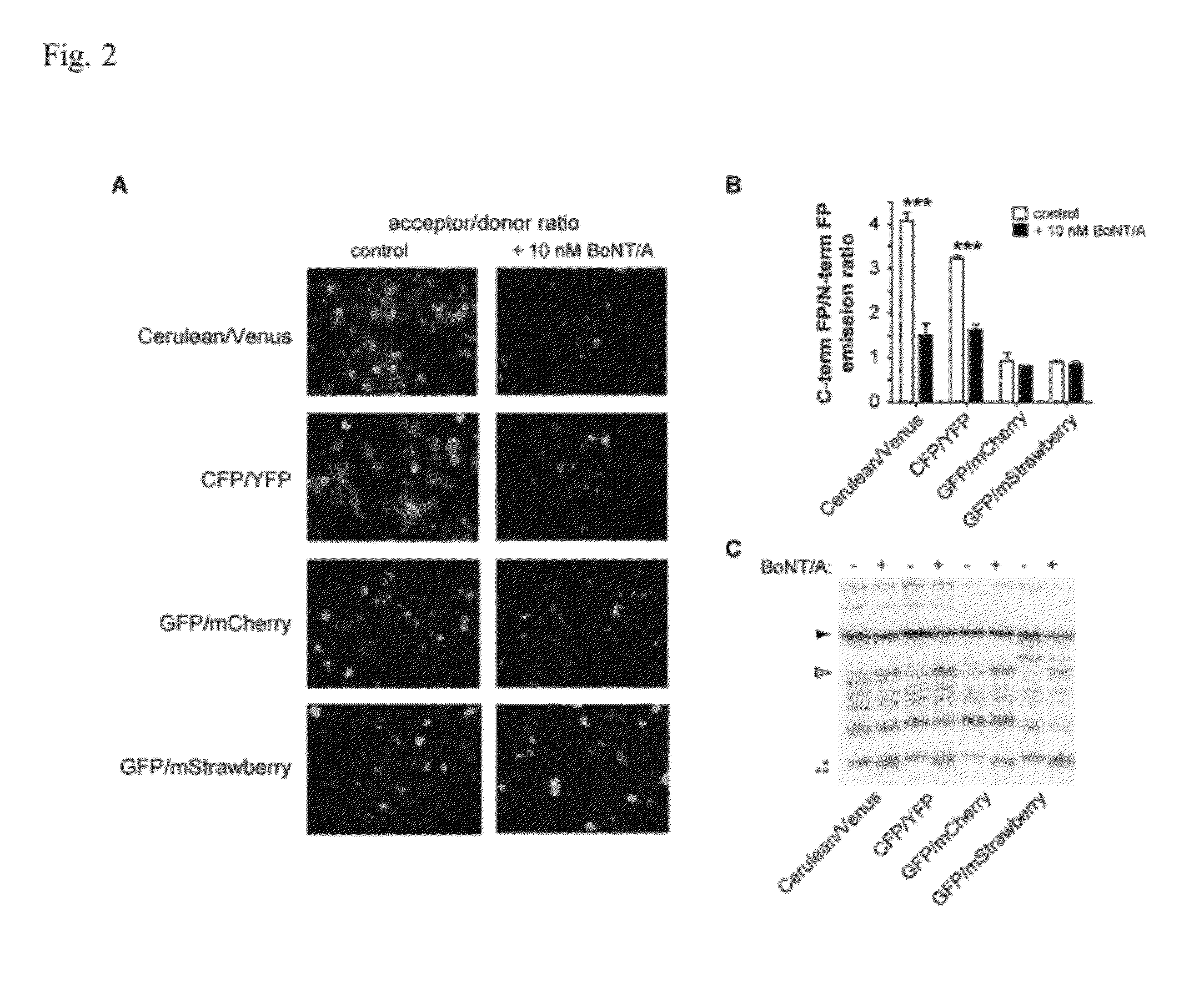 Non-fret botulinum assay