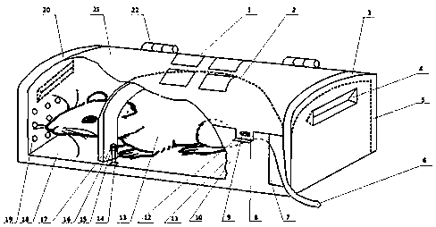 Rapid phototoxicity experiment cage for small animals