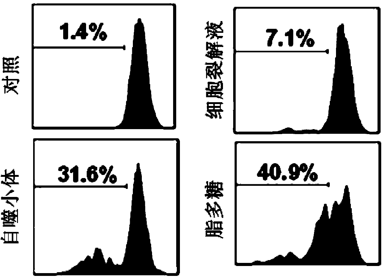 B cell vaccine based on Hepal-6 hepatoma cell autophagosome-DRibbles and preparation method of B cell vaccine