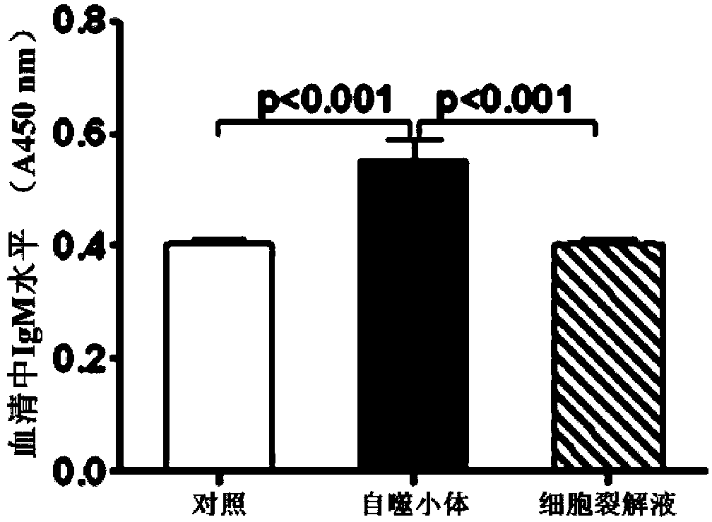 B cell vaccine based on Hepal-6 hepatoma cell autophagosome-DRibbles and preparation method of B cell vaccine