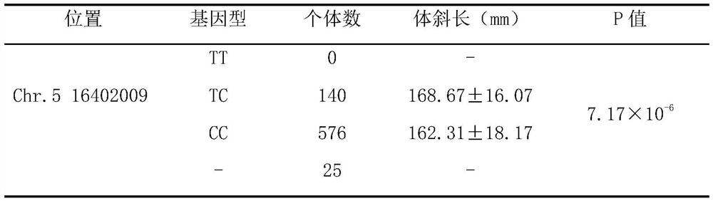 Molecular marker influencing oblique length of chicken body and application thereof