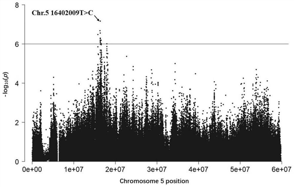 Molecular marker influencing oblique length of chicken body and application thereof