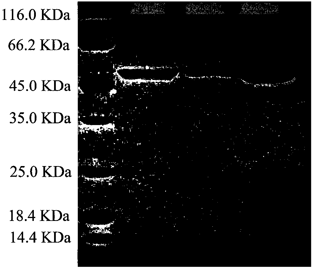 Phospholipase D mutant, recombinant genetically engineered bacteria and preparation method and application thereof