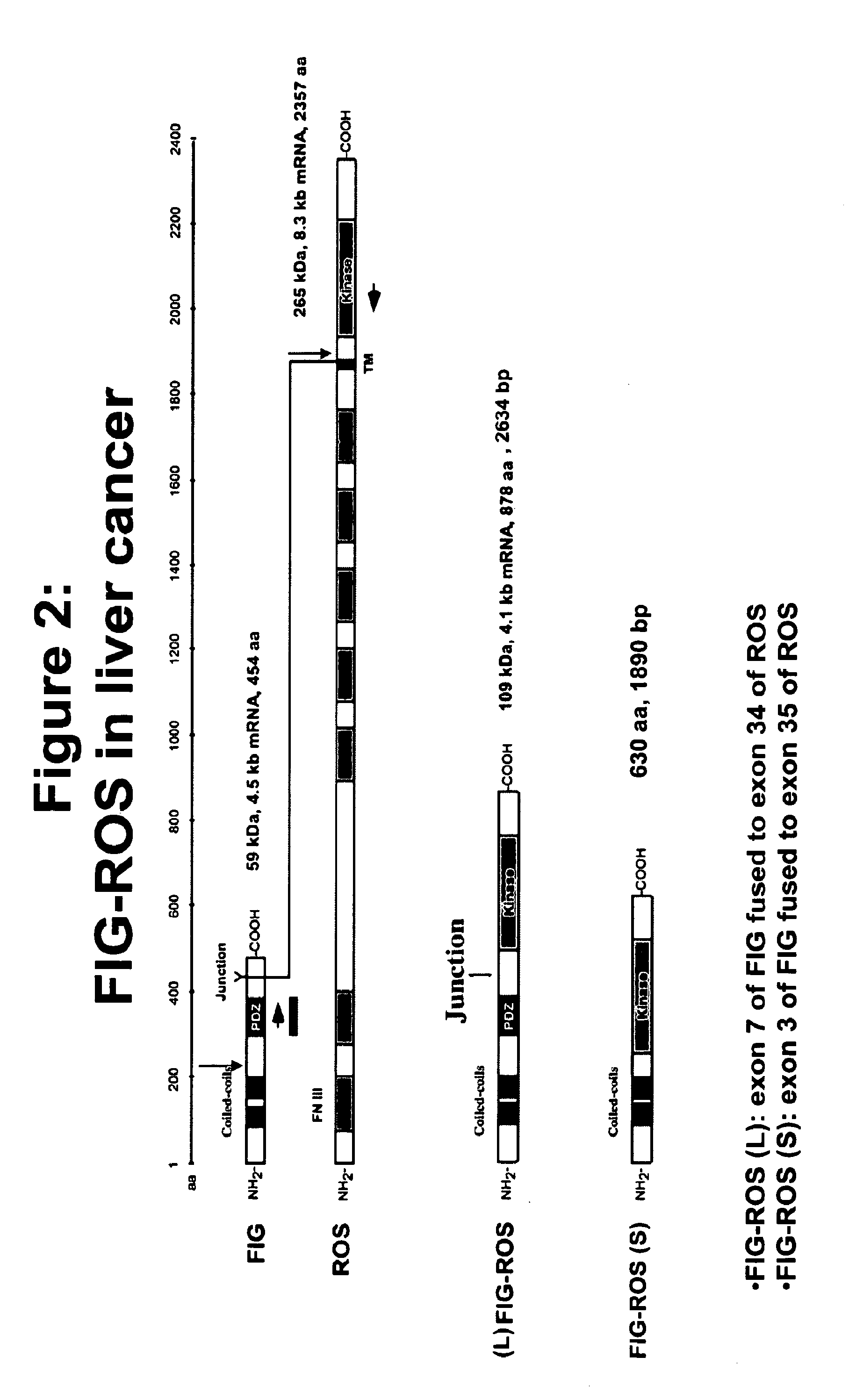 Mutant ROS Expression In Human Cancer