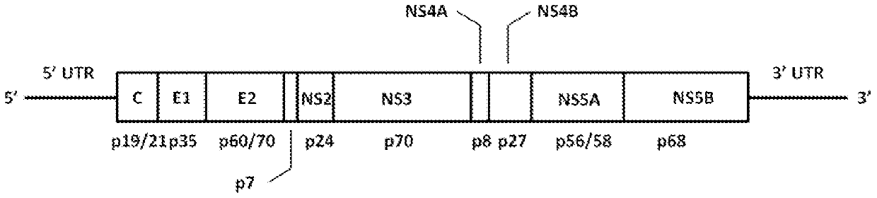 Substituted gemcitabine bicyclic amide analogs and treatment methods using same