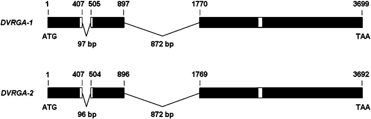 Haynaldia villosa powdery mildew resistant gene DvRGA-1, DvRGA-2 and application thereof