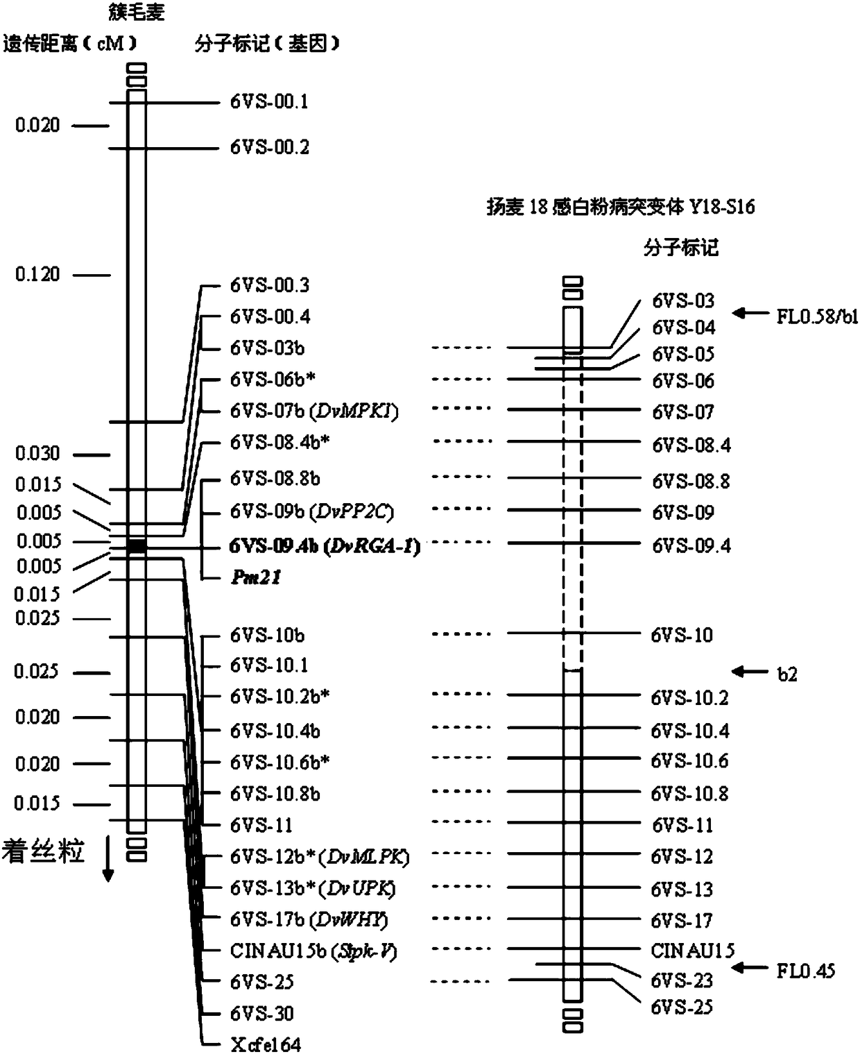 Haynaldia villosa powdery mildew resistant gene DvRGA-1, DvRGA-2 and application thereof