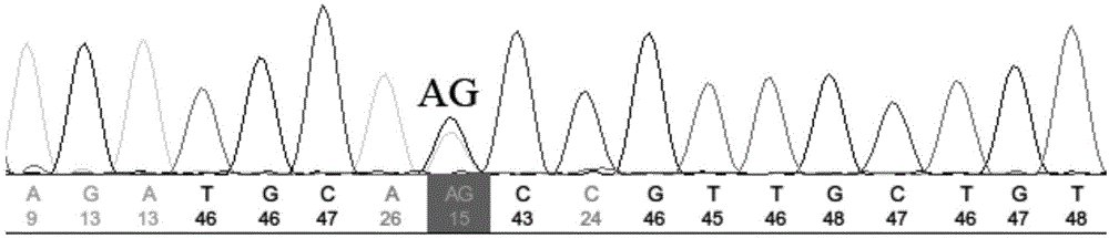 Method for screening and detecting single-nucleotide polymorphic site G642A of marsupenaeus japonicus