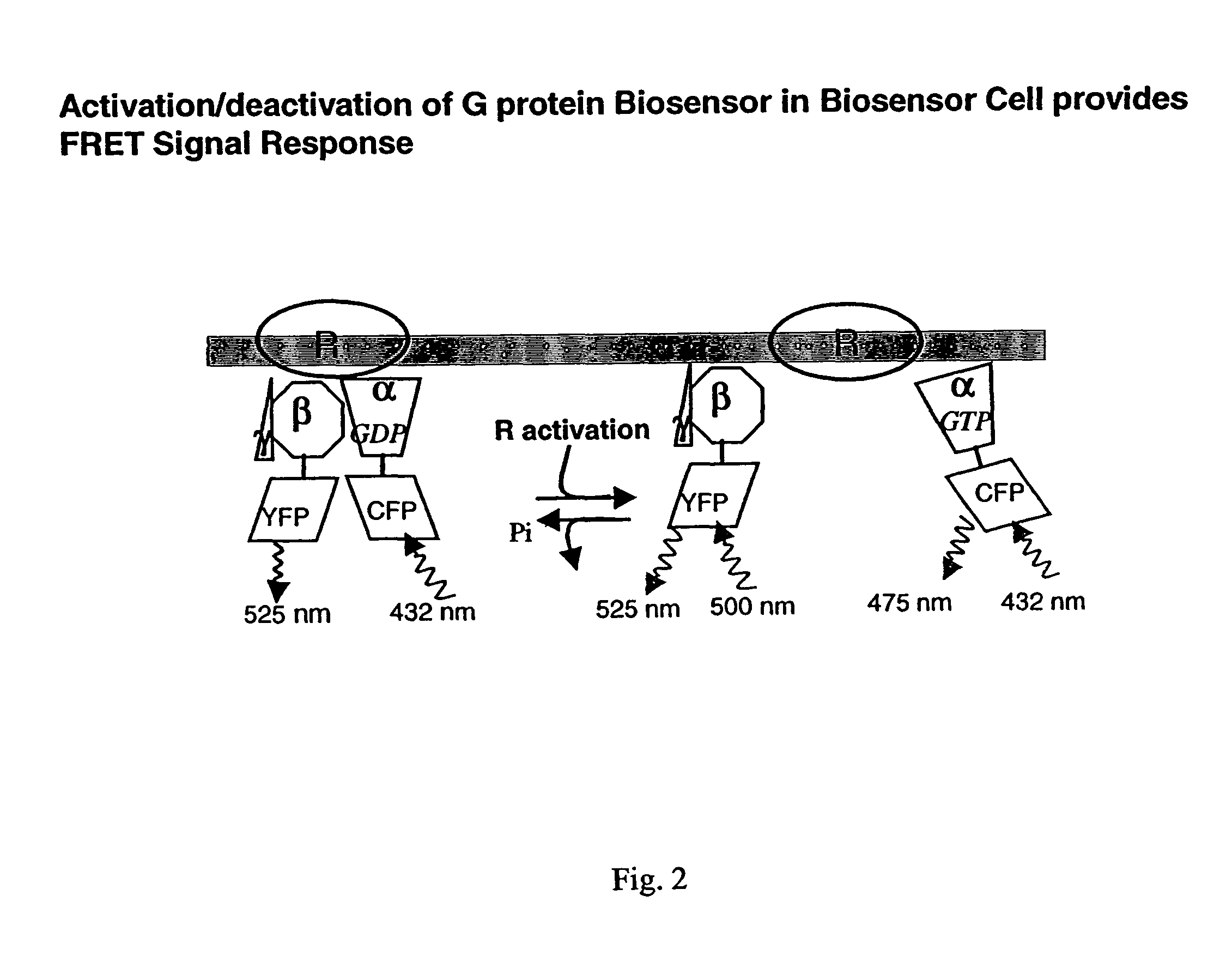 Biosensor and use thereof to identify therapeutic drug molecules and molecules binding orphan receptors