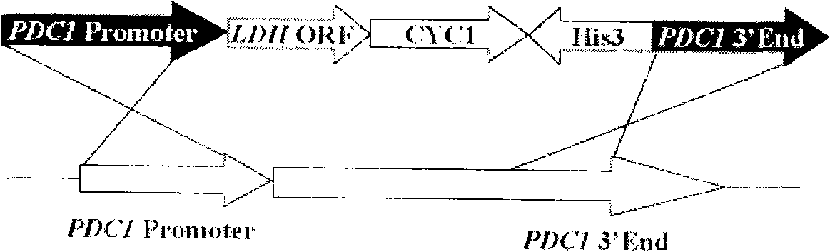 Lactic acid-producing engineering bacteria, constructing method thereof and application thereof