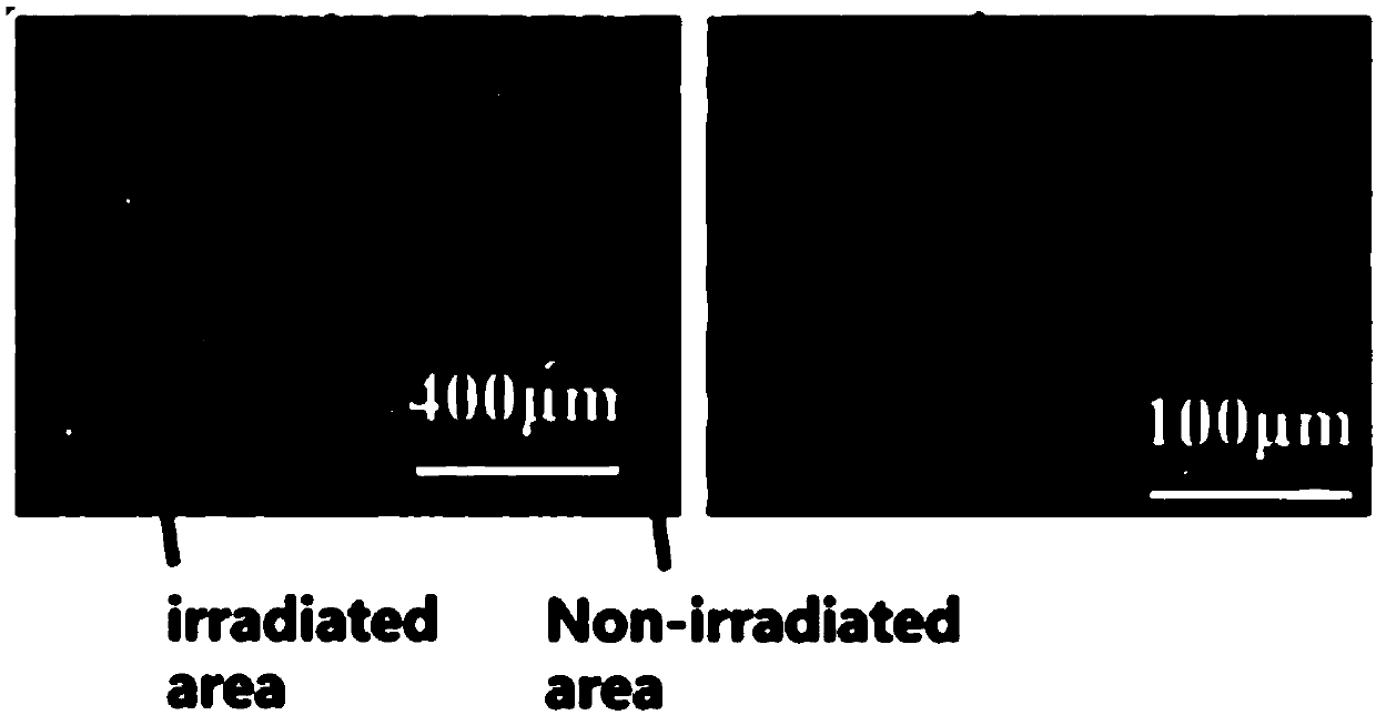 Method for immobilizing protein on TiO2 and regulating and controlling cell affinity by utilizing ultraviolet irradiation and TiO2-protein products