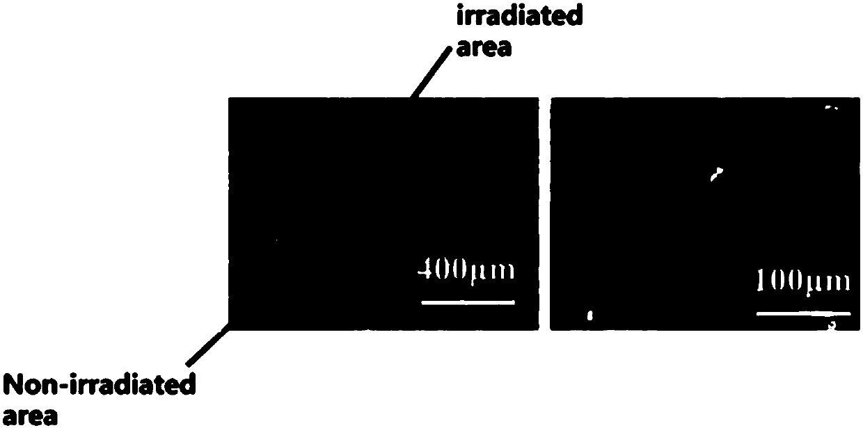 Method for immobilizing protein on TiO2 and regulating and controlling cell affinity by utilizing ultraviolet irradiation and TiO2-protein products