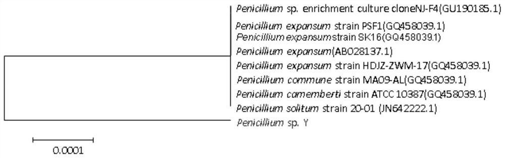 Method for producing pectinase preparation through solid-state fermentation of penicillium