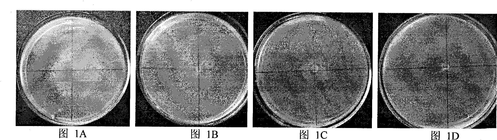 Bacillus amyloliquefaciens producing lipopeptide to promote fungi apoptosis and lipopeptide prepared by the same and use