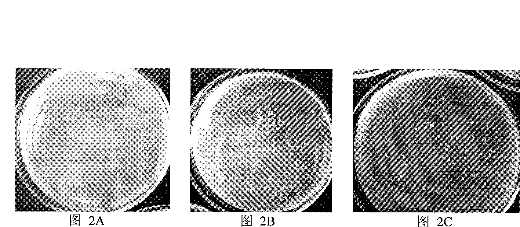 Bacillus amyloliquefaciens producing lipopeptide to promote fungi apoptosis and lipopeptide prepared by the same and use