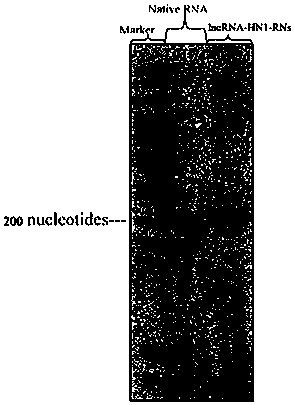 Preparation and application of a long-chain non-coding RNA nanosphere