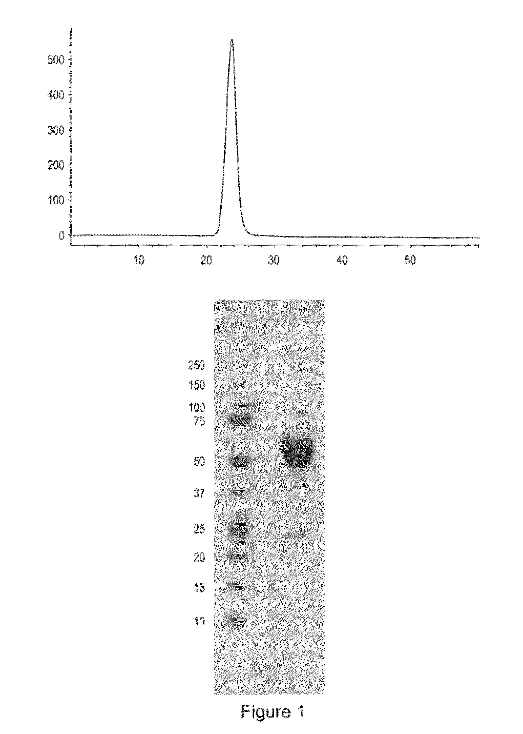 Activin-ActRIIa antagonists and uses for treating multiple myeloma