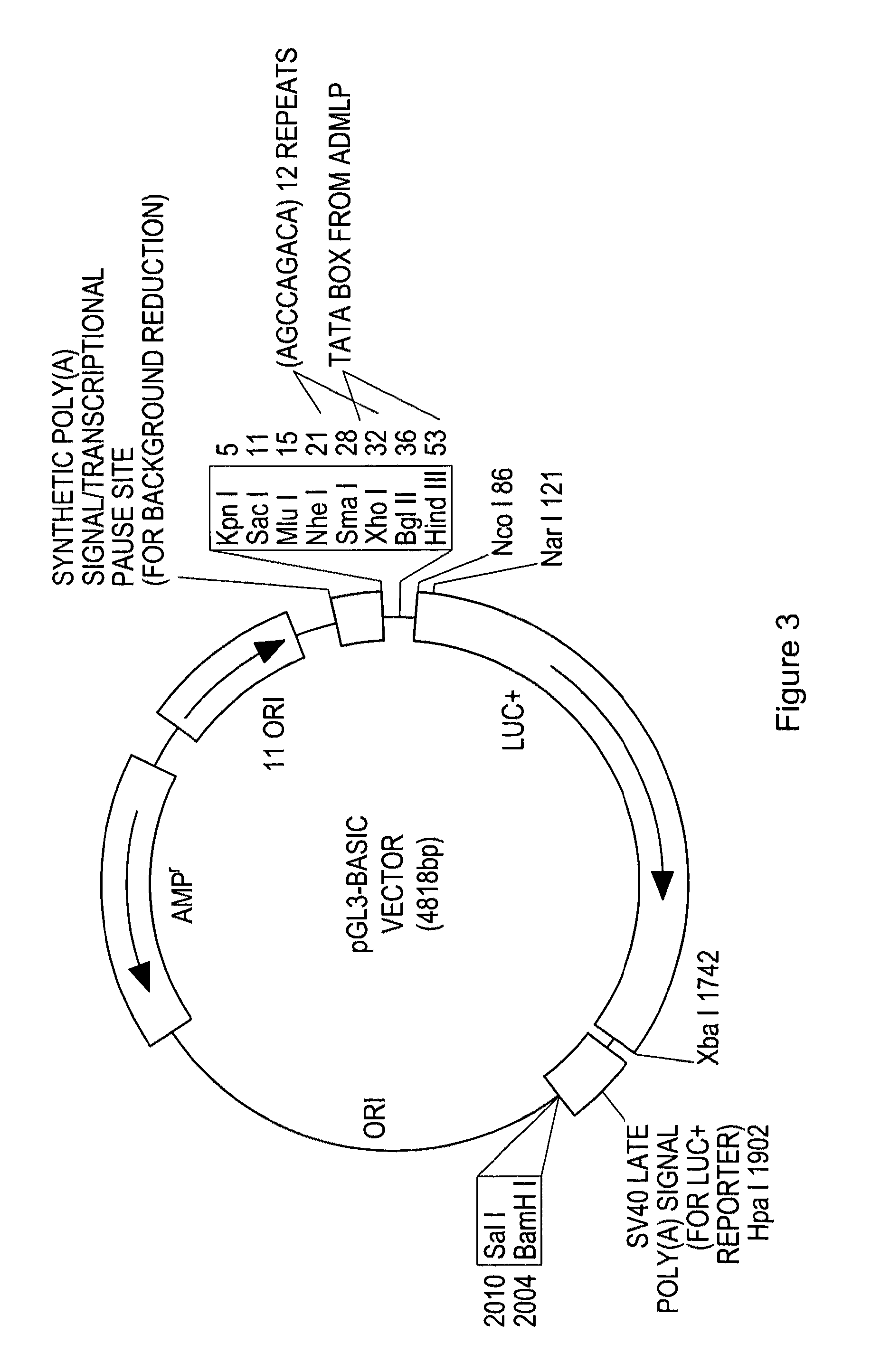 Activin-ActRIIa antagonists and uses for treating multiple myeloma