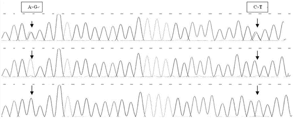 Method for detecting body sizes of Qinchuan cattle through using ANAPC13 gene