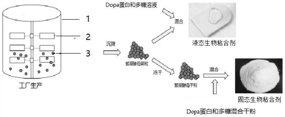 Flocculating yeast bioadhesive as well as preparation method and use method thereof