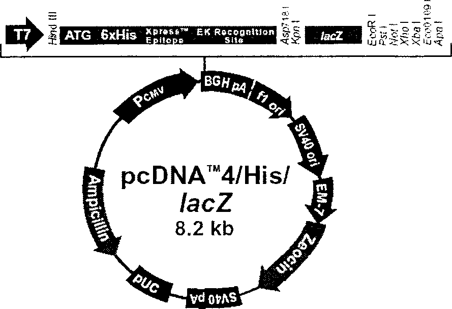 Recombinant chicken Marek's disease virus transfer vector and application thereof